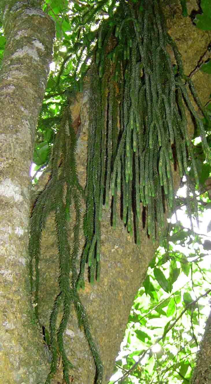 Huperzia dacrydioides