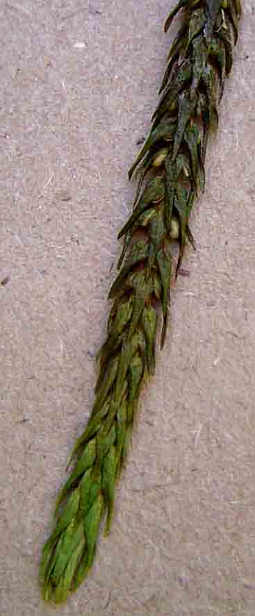 Huperzia dacrydioides