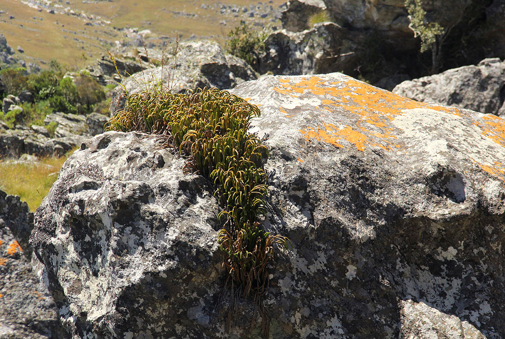 Huperzia gnidioides Huperzia gnidioides