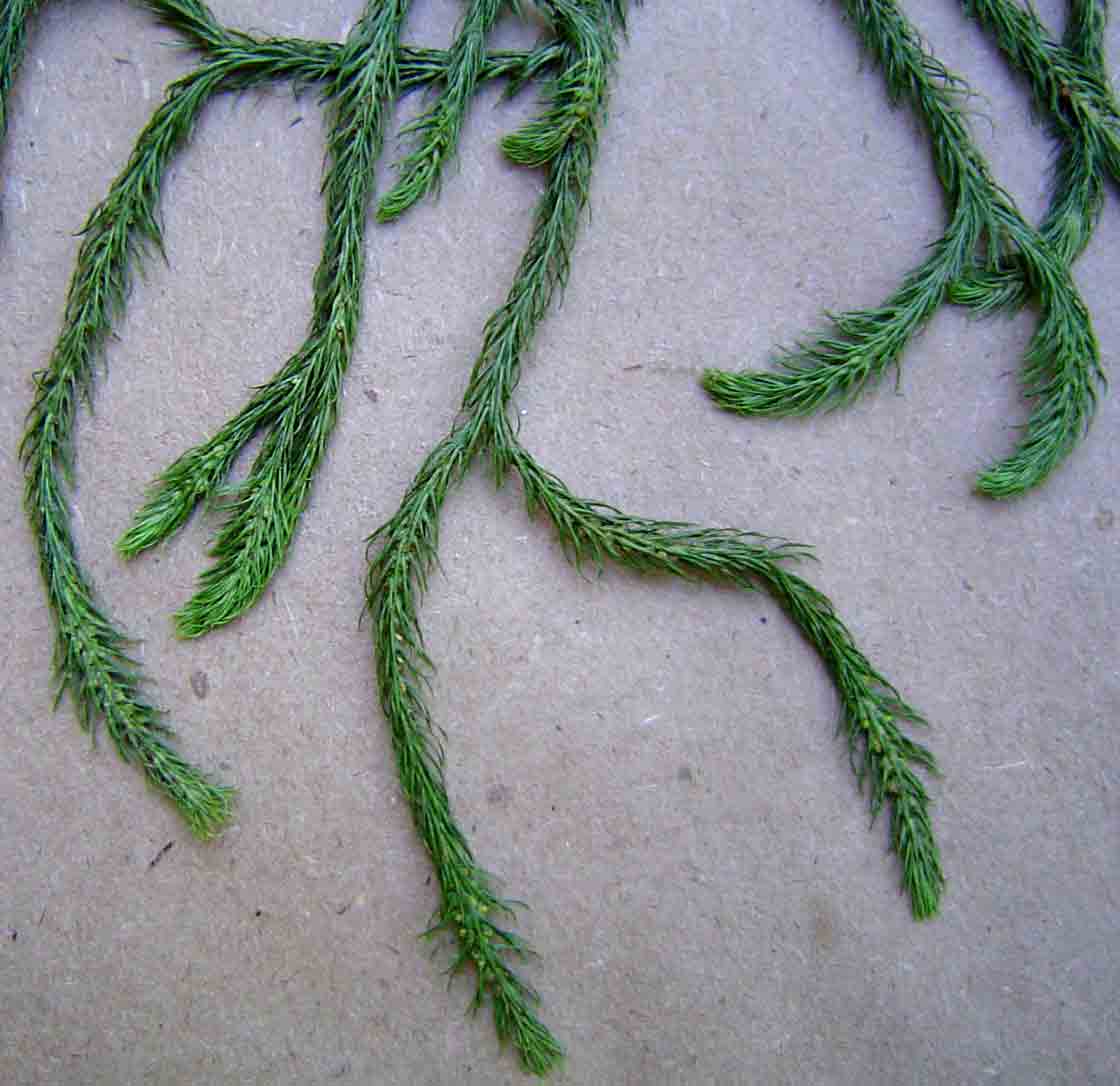 Huperzia verticillata Huperzia verticillata