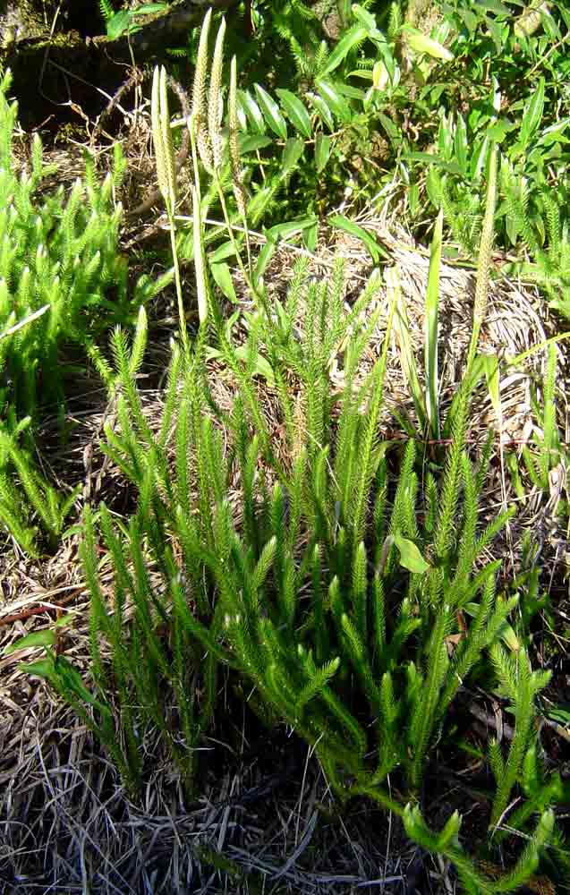 Lycopodium clavatum Lycopodium clavatum
