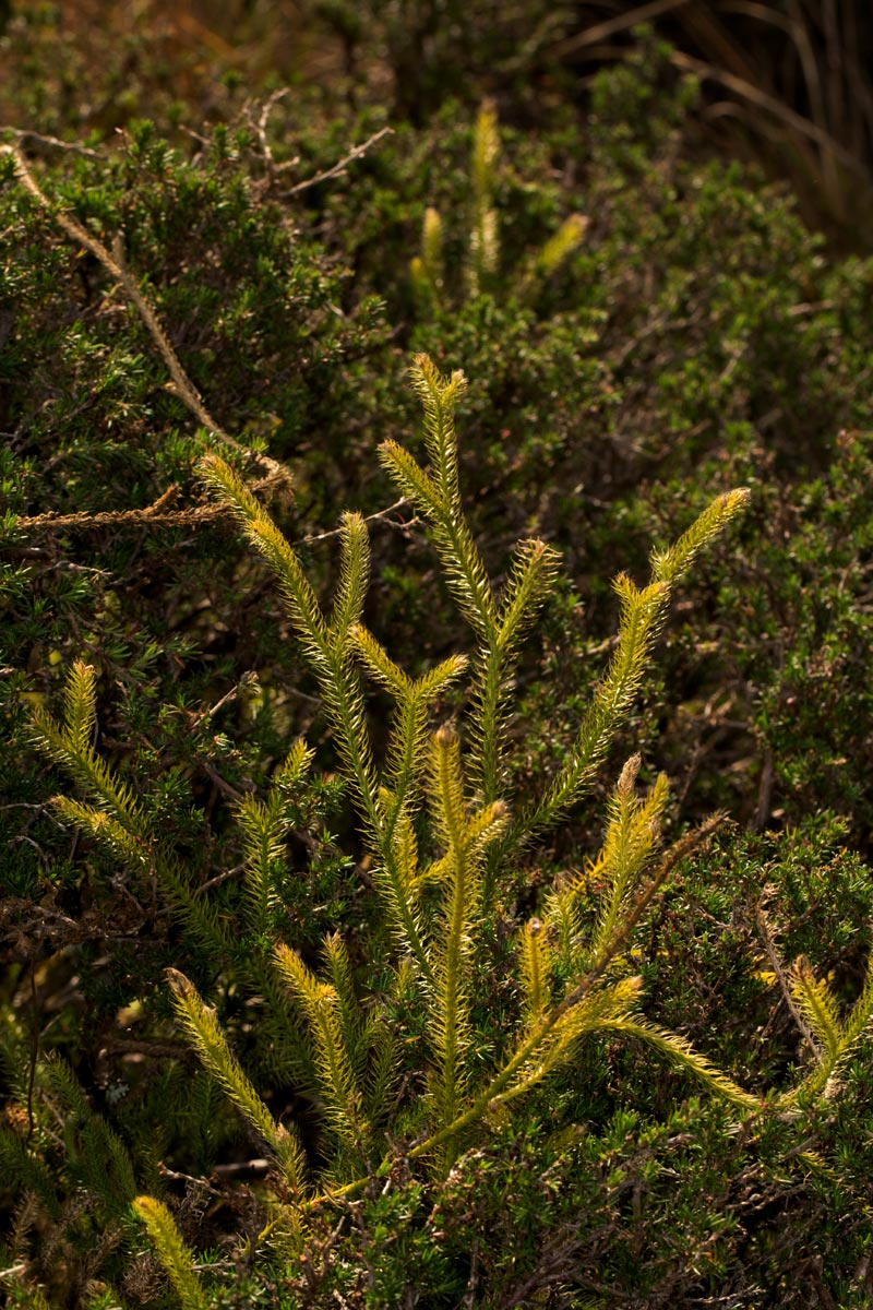 Lycopodium clavatum Lycopodium clavatum