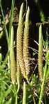 Lycopodium clavatum