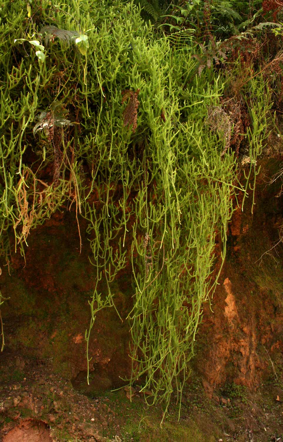 Lycopodium clavatum Lycopodium clavatum