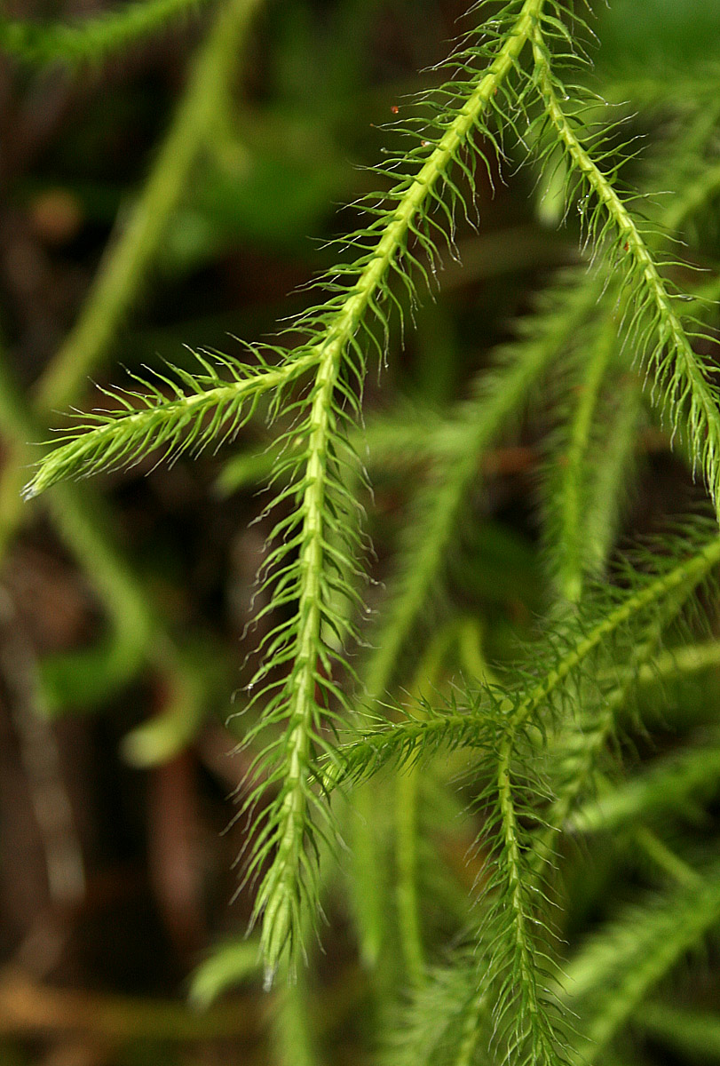 Lycopodium clavatum Lycopodium clavatum