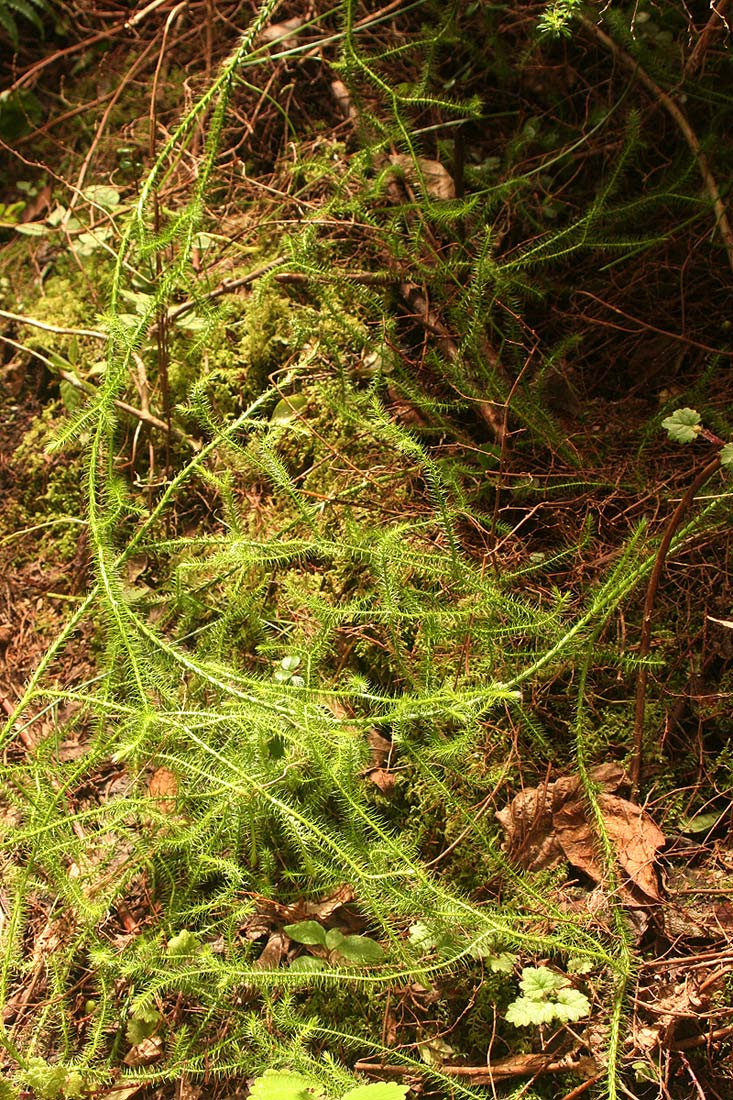 Lycopodium clavatum Lycopodium clavatum