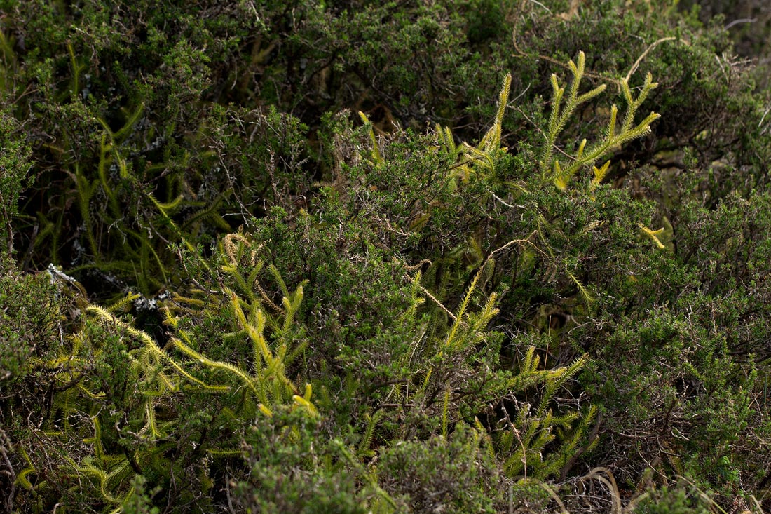 Lycopodium clavatum Lycopodium clavatum