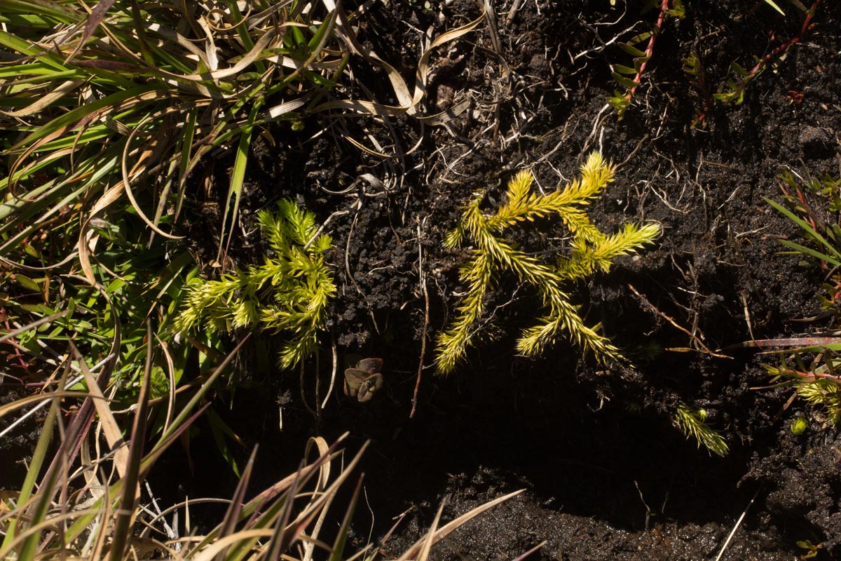 Lycopodiella caroliniana Lycopodiella caroliniana