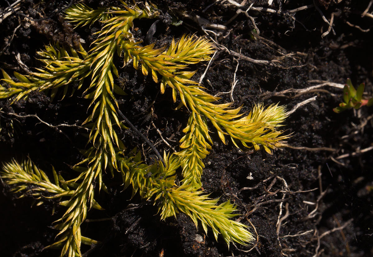 Lycopodiella caroliniana Lycopodiella caroliniana