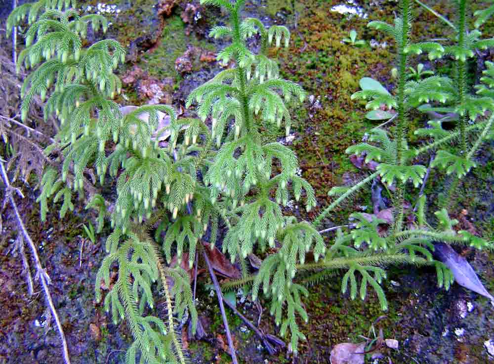 Lycopodiella cernua