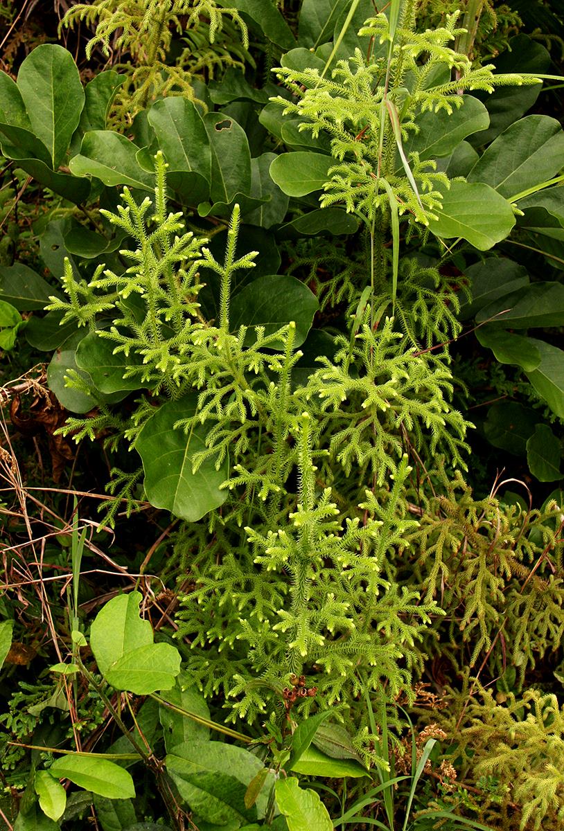 Lycopodiella cernua Lycopodiella cernua