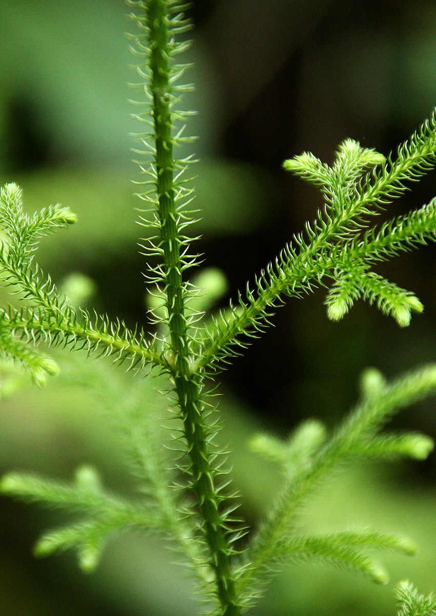 Lycopodiella cernua Lycopodiella cernua