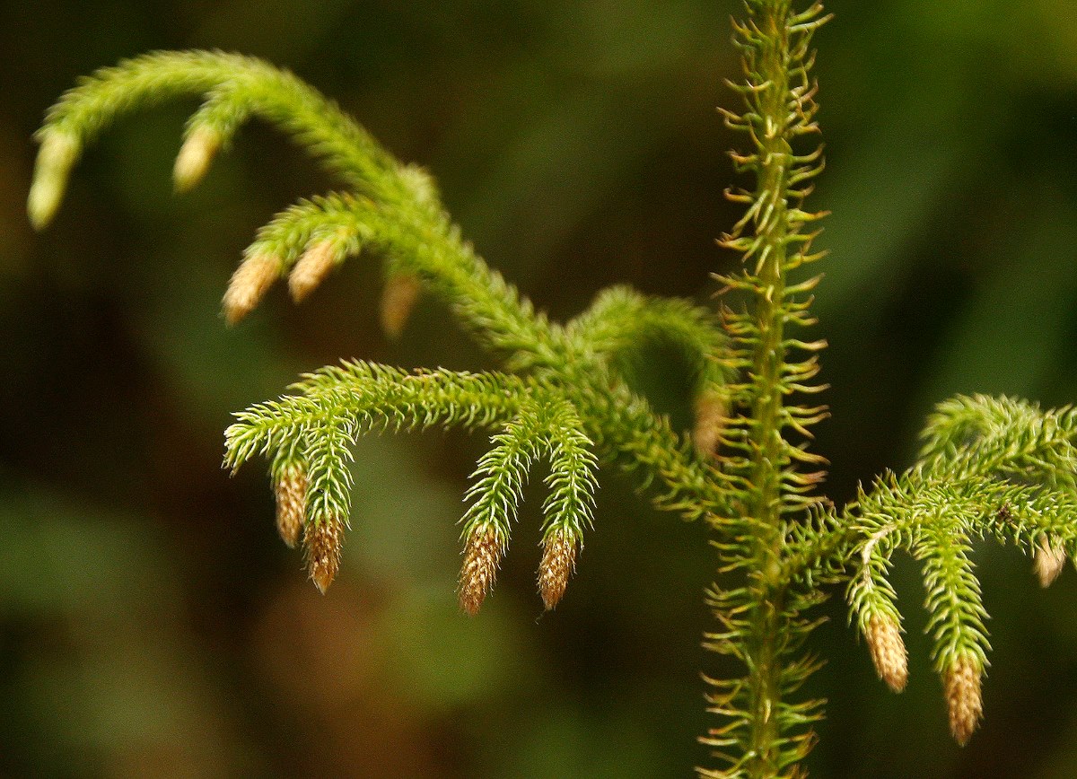 Lycopodiella cernua Lycopodiella cernua