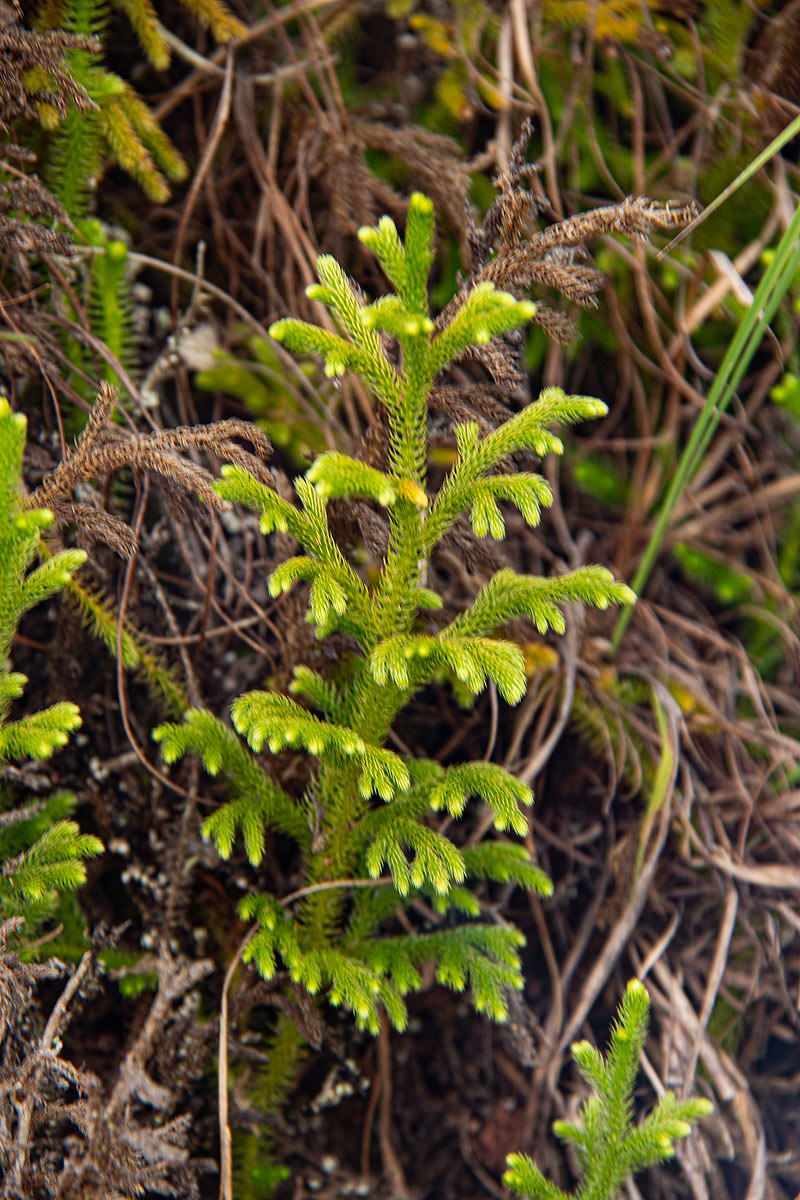 Lycopodiella cernua