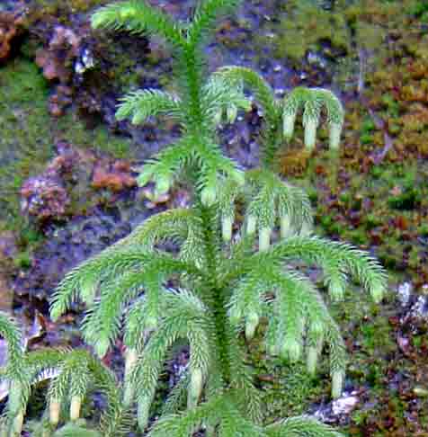 Lycopodiella cernua