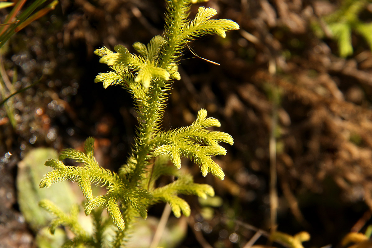 Lycopodiella cernua
