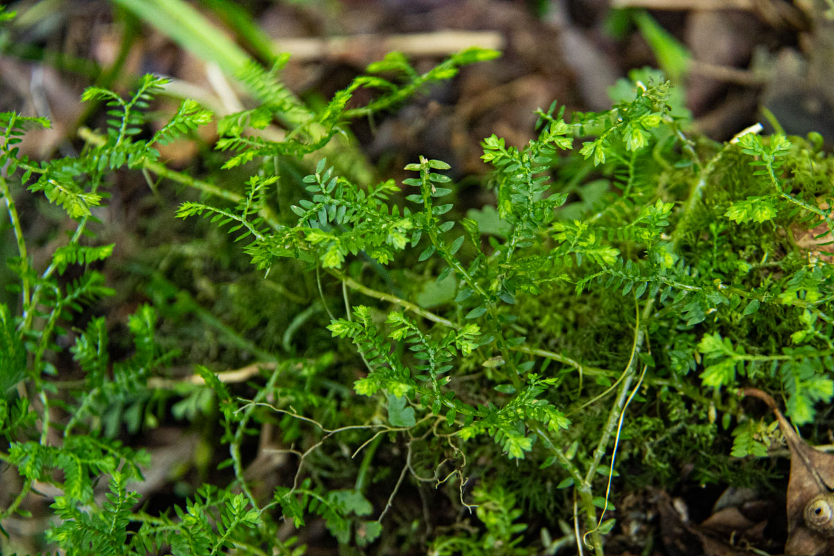Selaginella kraussiana Selaginella kraussiana