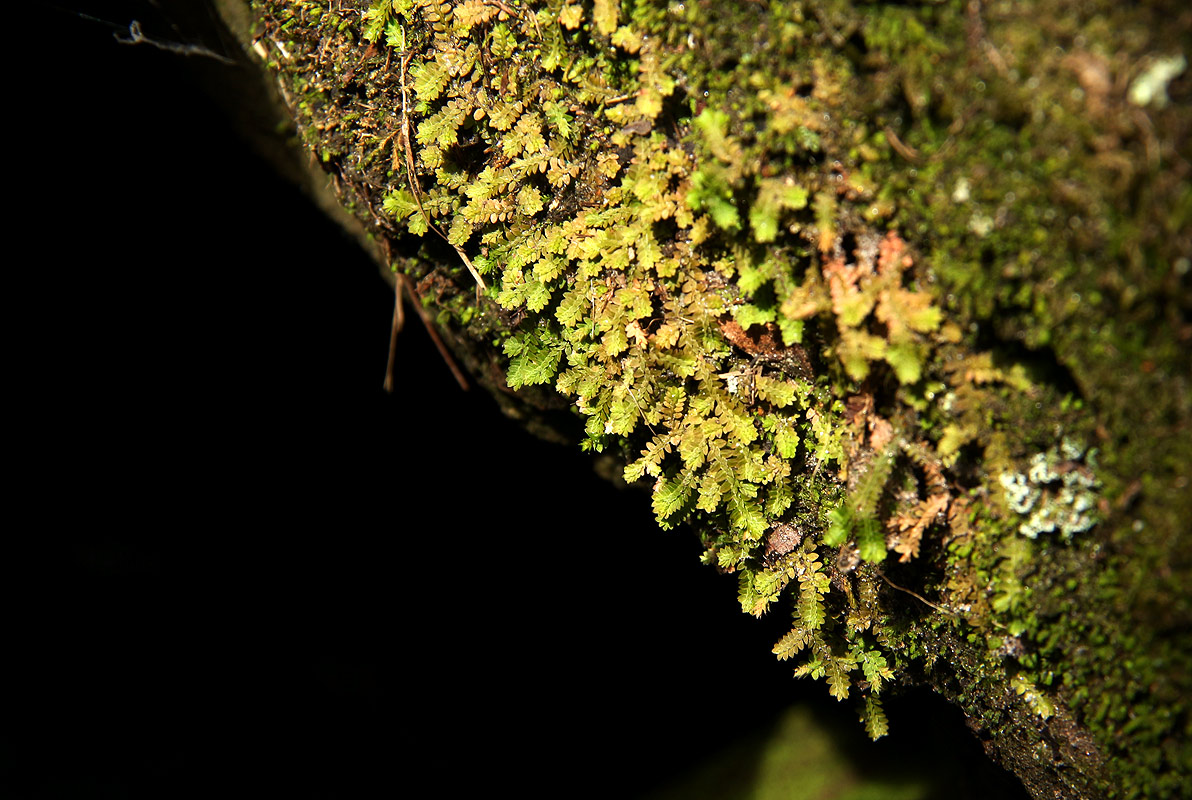Selaginella mittenii