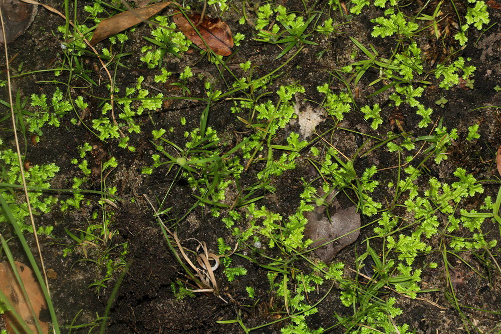 Selaginella mittenii