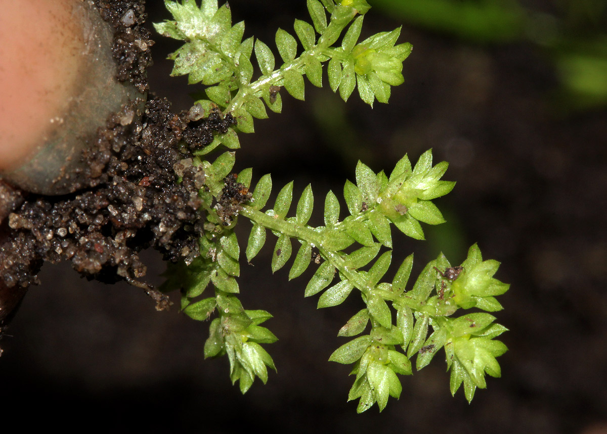 Selaginella mittenii