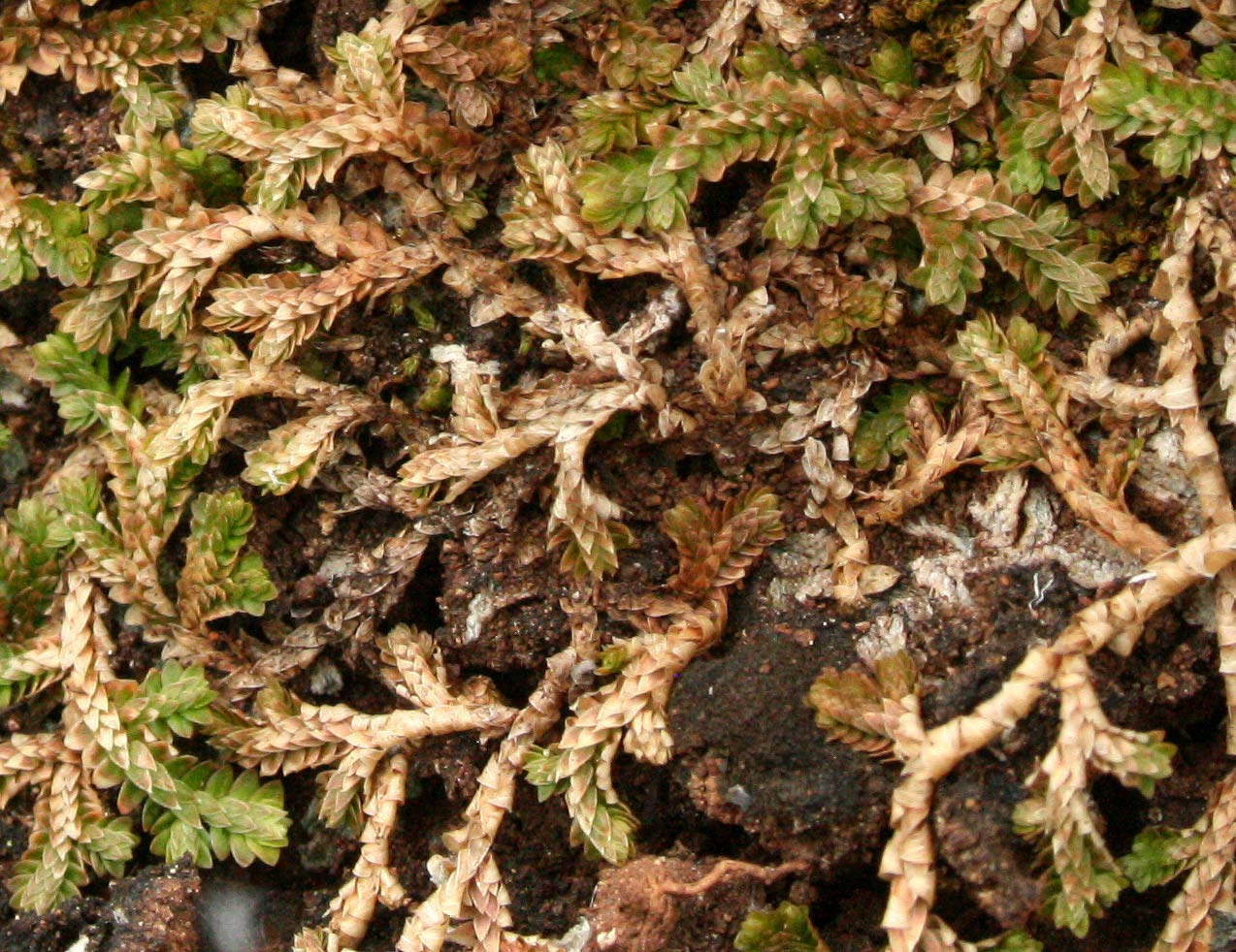 Selaginella mittenii Selaginella mittenii