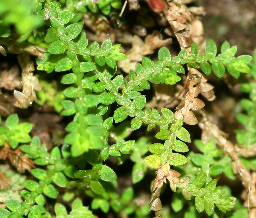 Selaginella mittenii