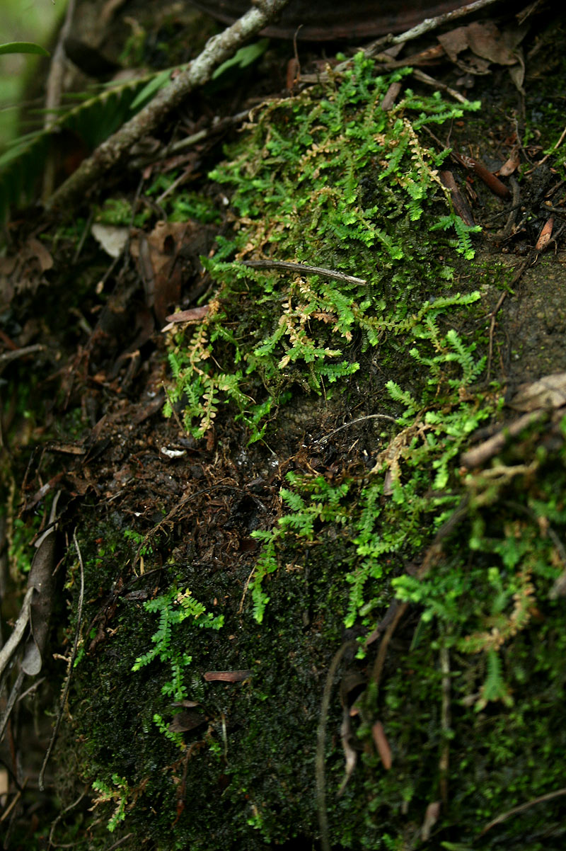 Selaginella mittenii