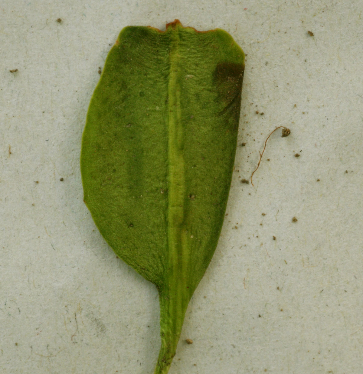 Ophioglossum costatum