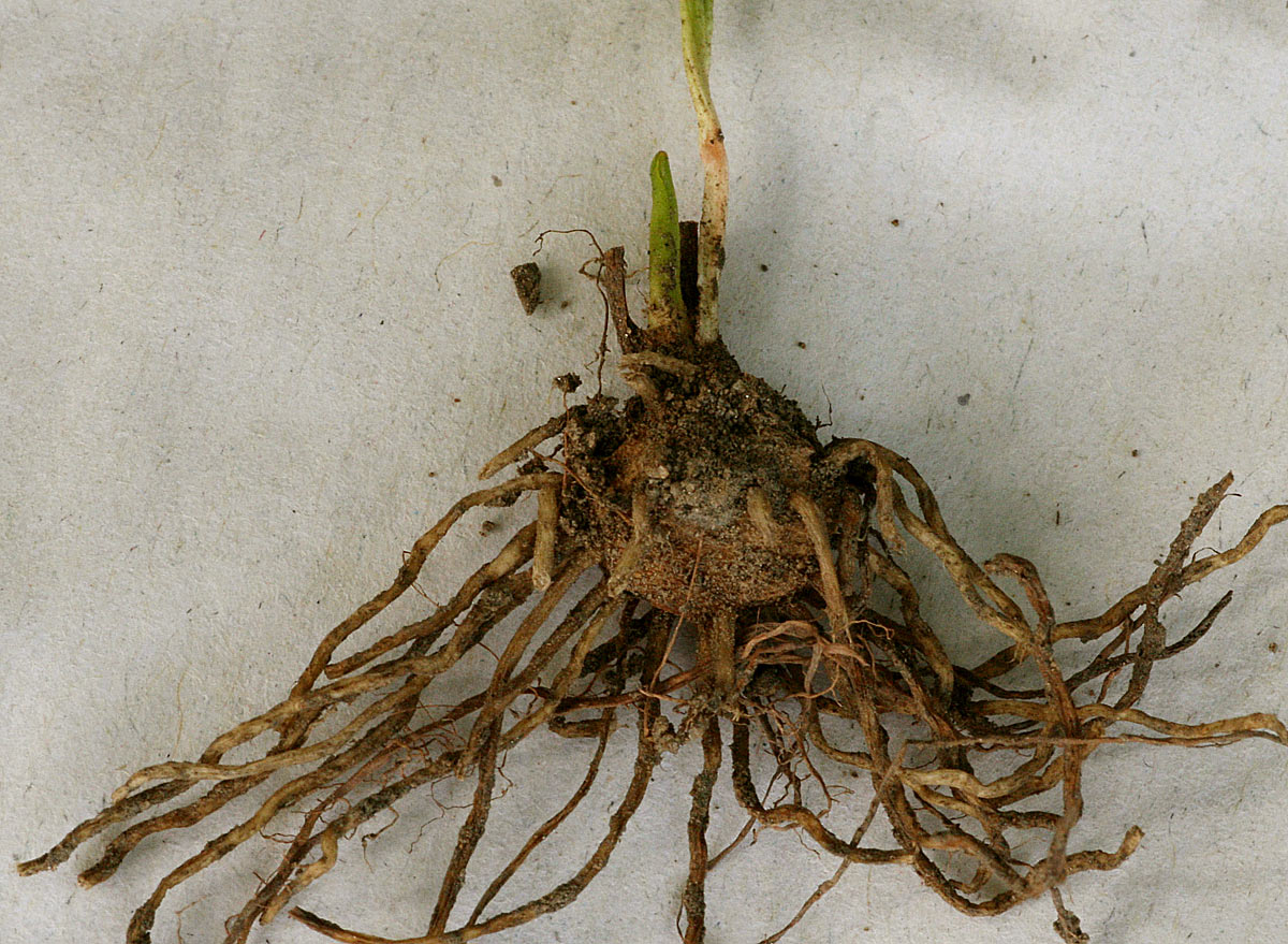 Ophioglossum costatum