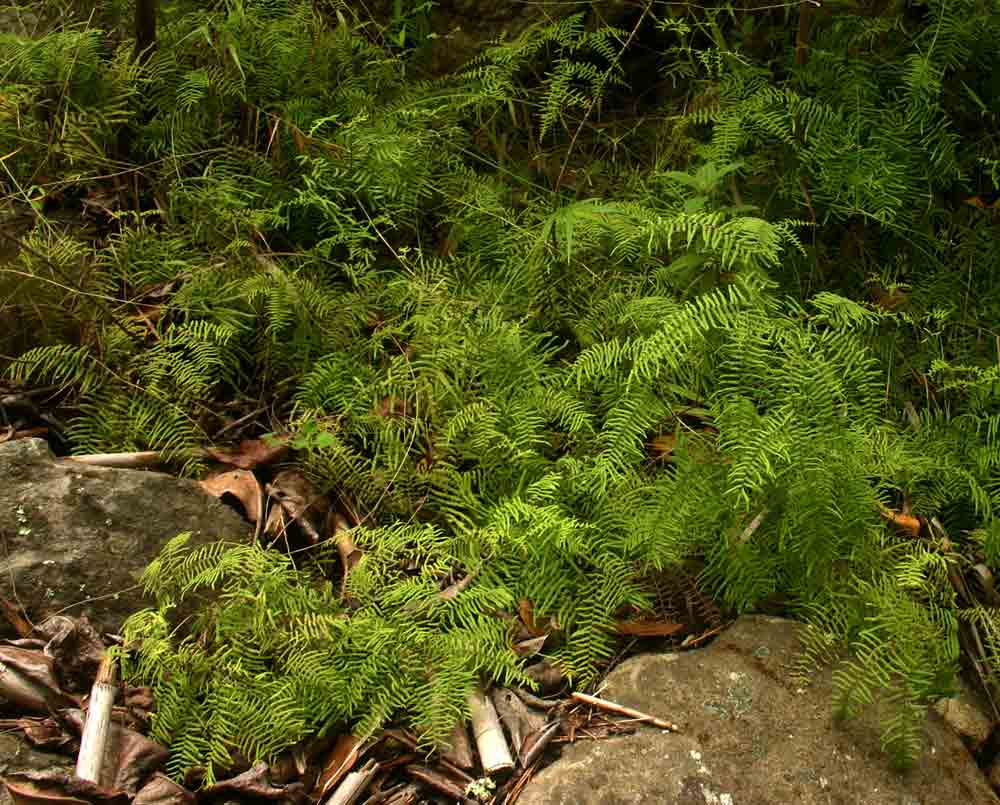 Gleichenia polypodioides Gleichenia polypodioides