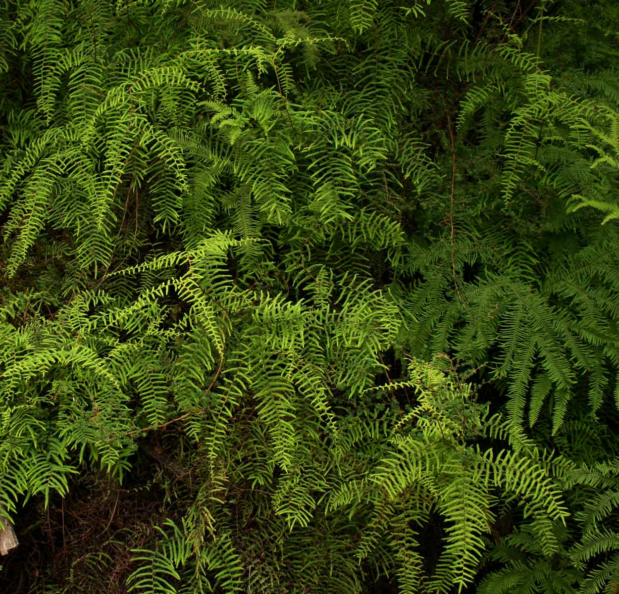 Gleichenia polypodioides Gleichenia polypodioides