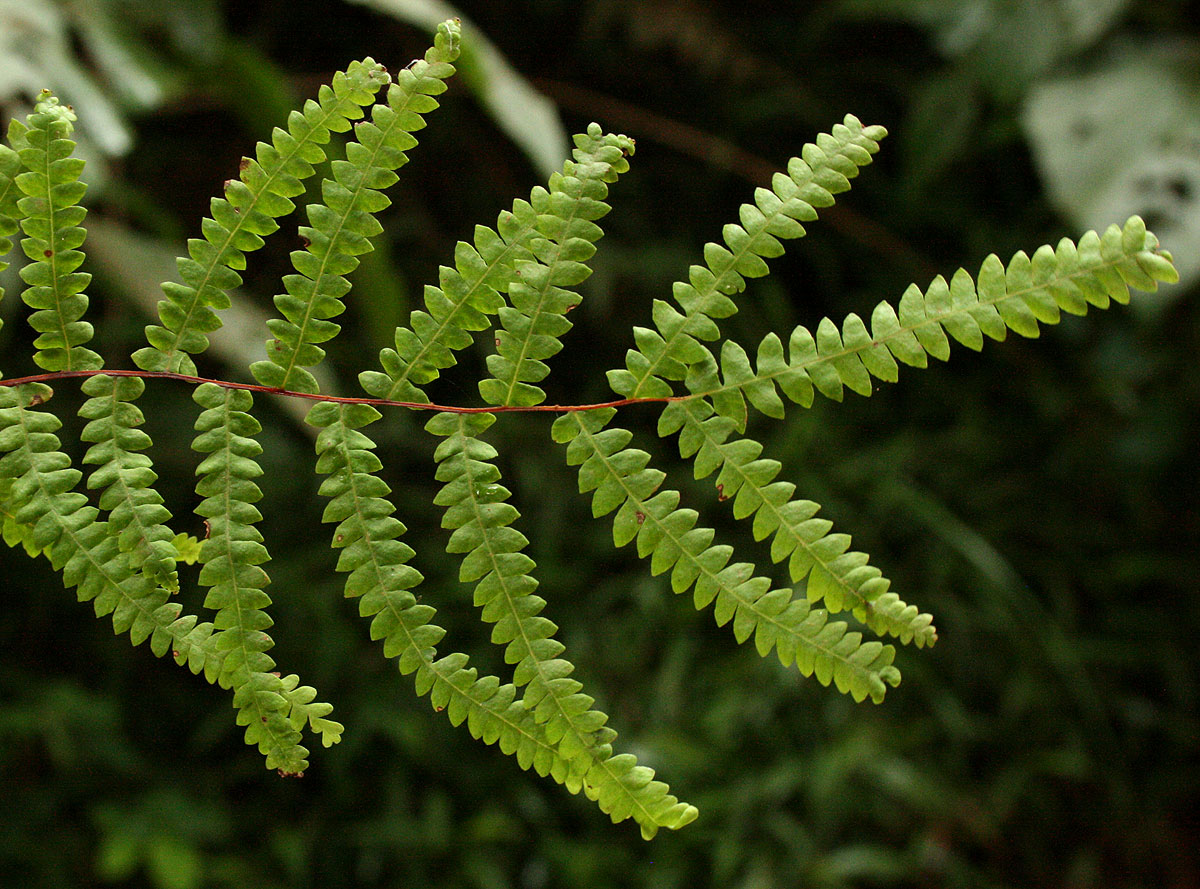 Gleichenia polypodioides Gleichenia polypodioides