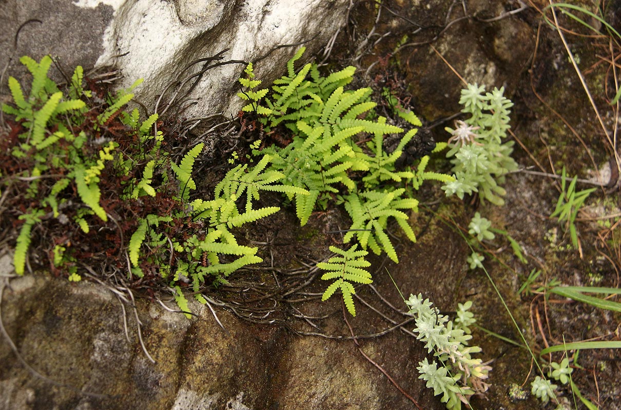 Gleichenia polypodioides Gleichenia polypodioides