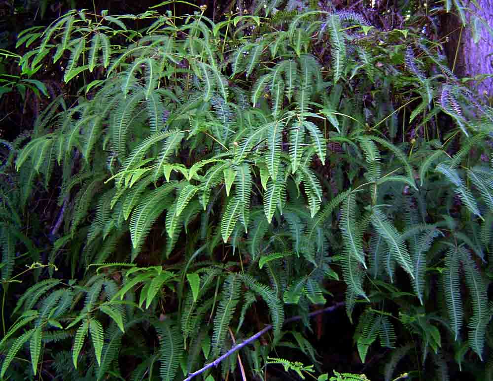 Dicranopteris linearis