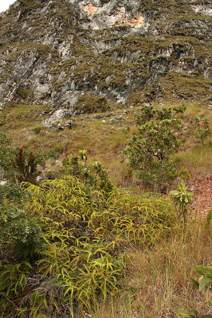 Dicranopteris linearis