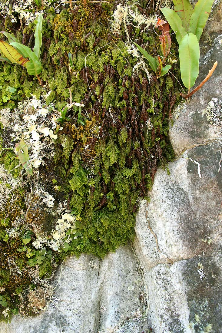 Hymenophyllum kuhnii Hymenophyllum kuhnii