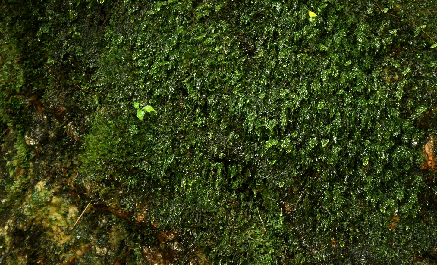 Polyphlebium borbonicum Polyphlebium borbonicum