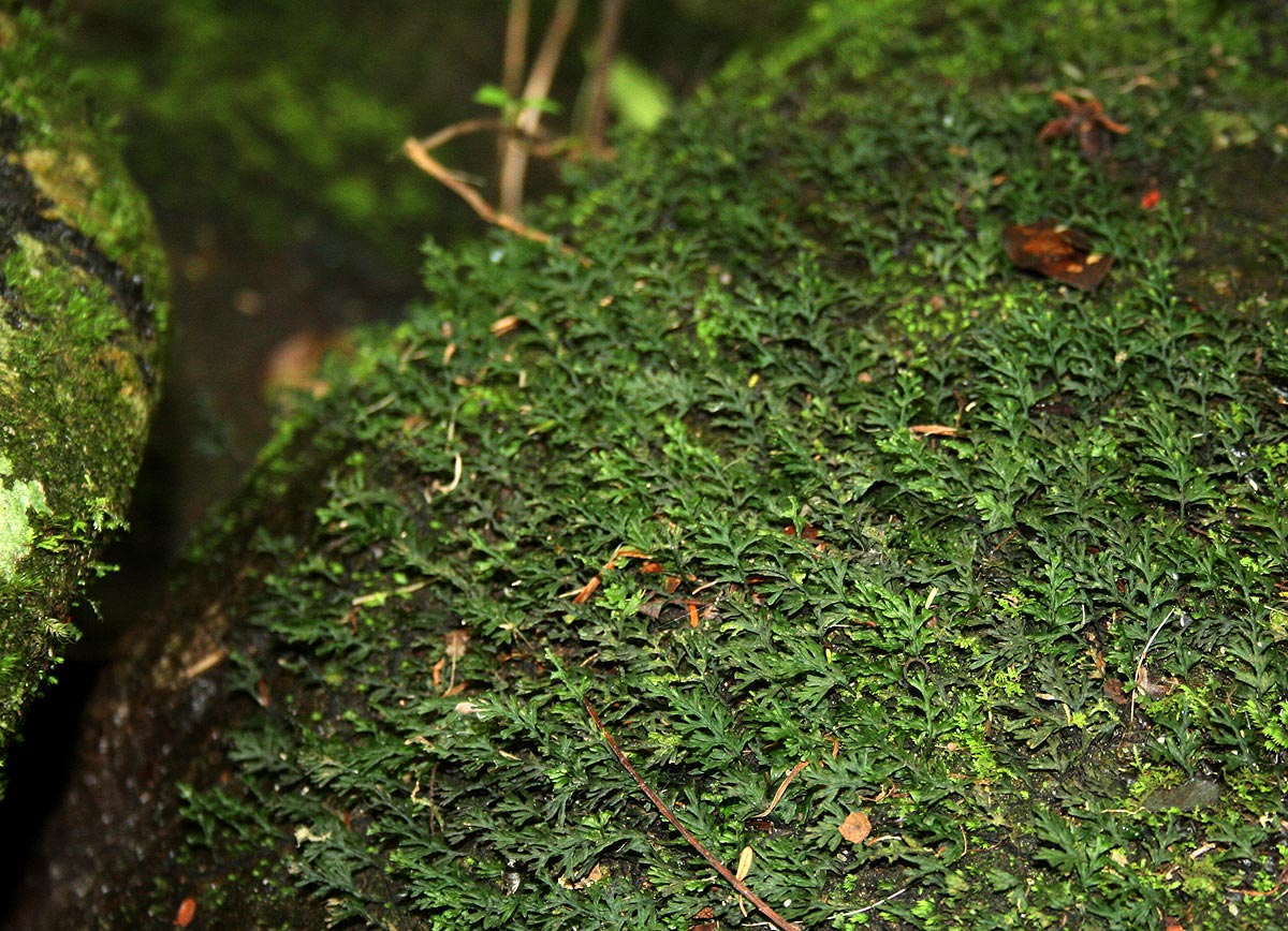 Crepidomanes inopinatum Crepidomanes inopinatum