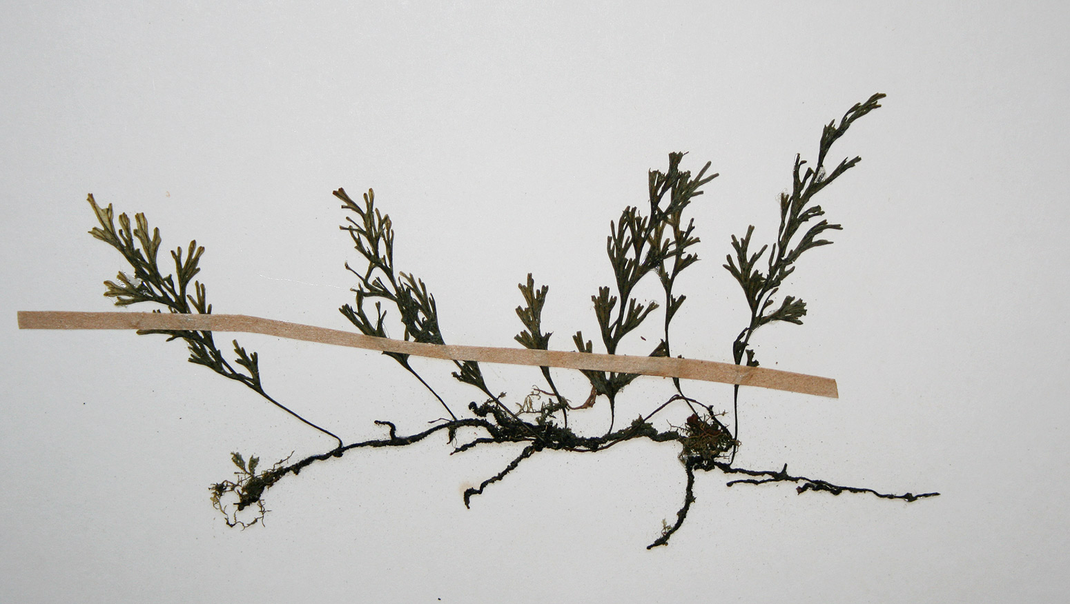 Crepidomanes melanotrichum Crepidomanes melanotrichum