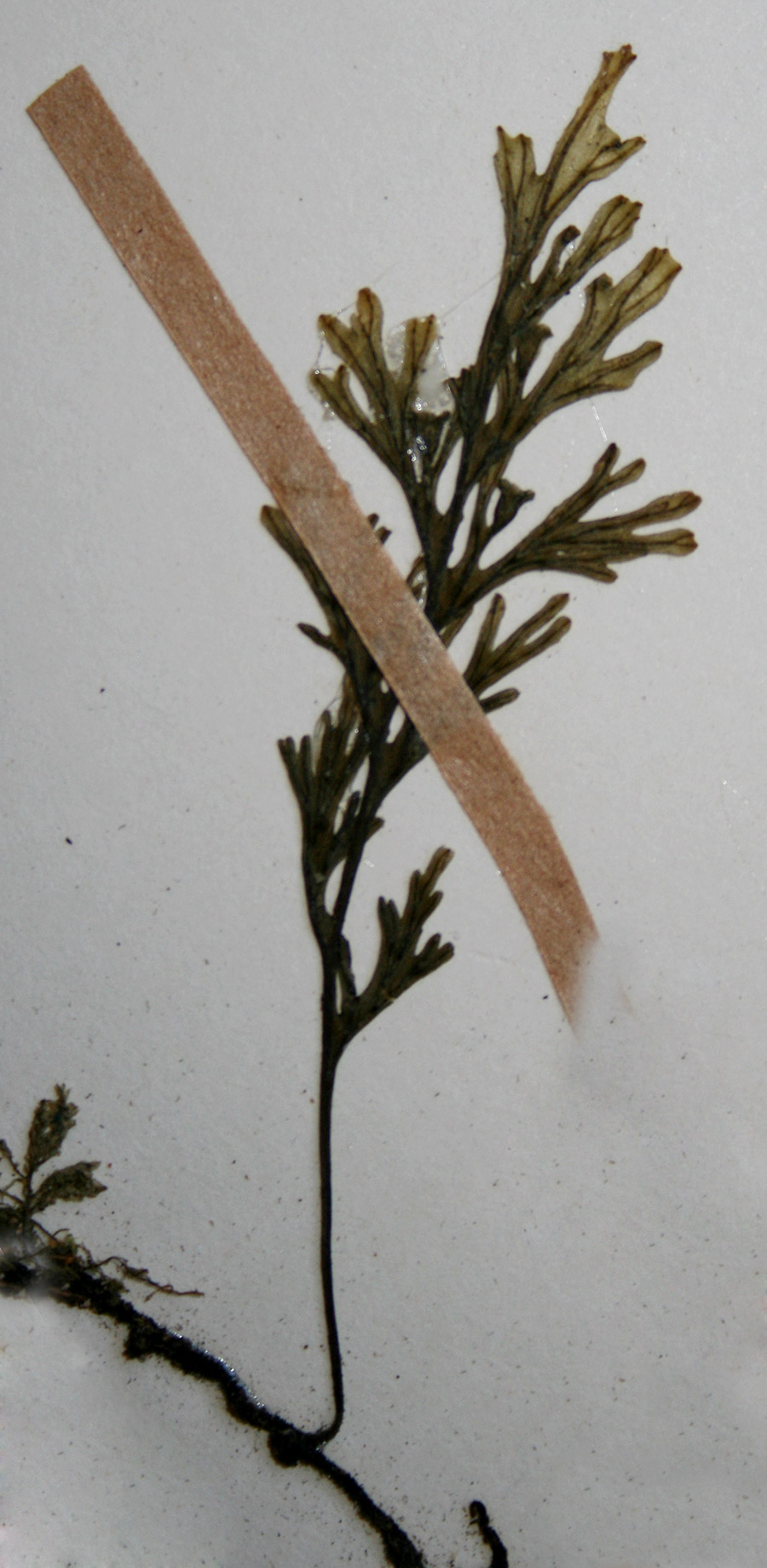 Crepidomanes melanotrichum Crepidomanes melanotrichum