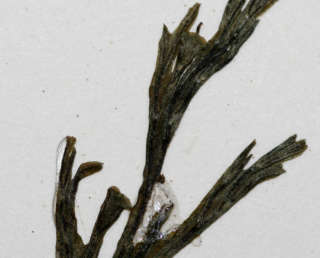 Crepidomanes melanotrichum Crepidomanes melanotrichum