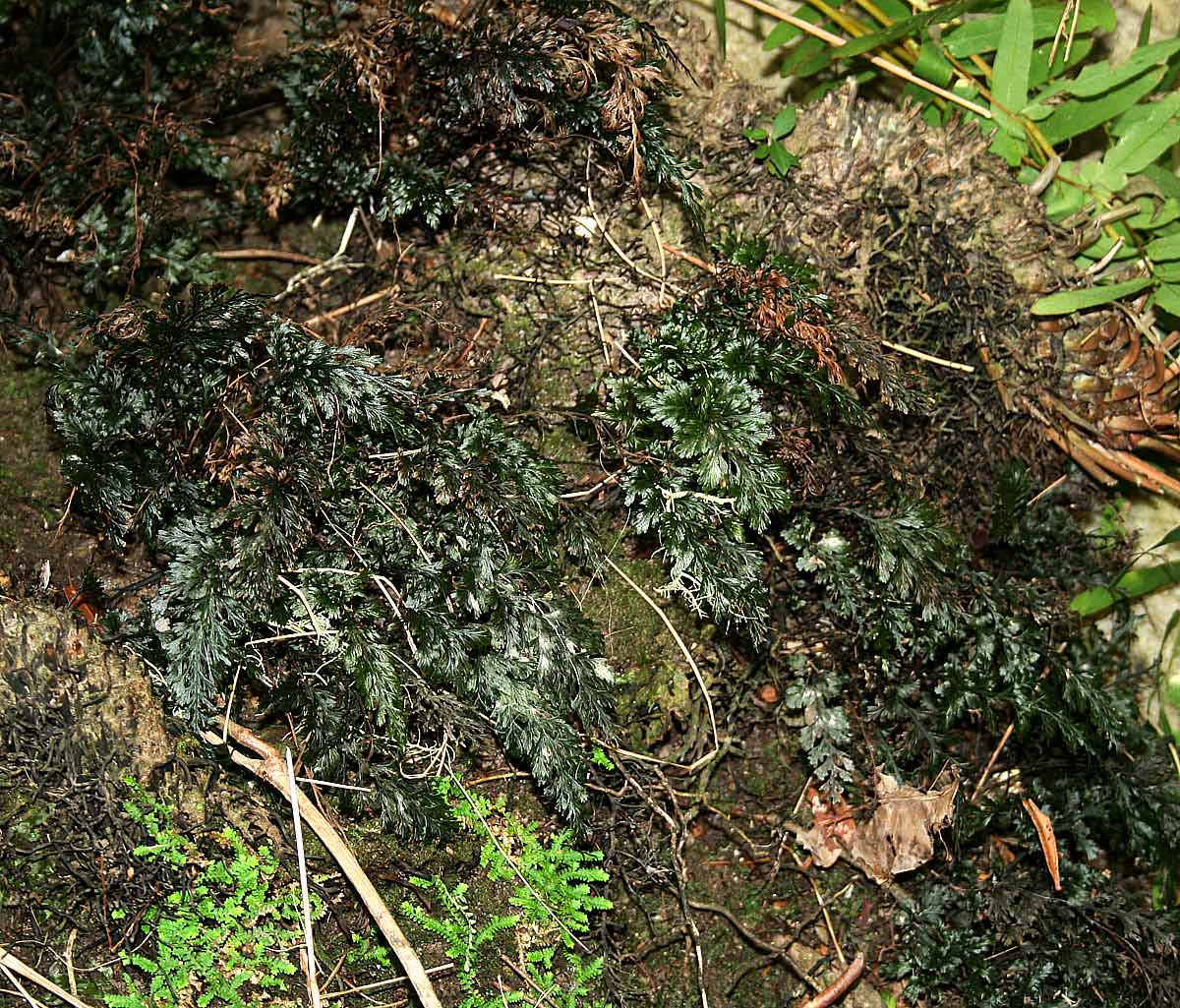 Abrodictyum rigidum Abrodictyum rigidum