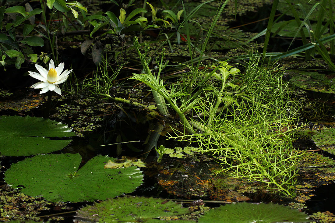 Ceratopteris thalictroides Ceratopteris thalictroides