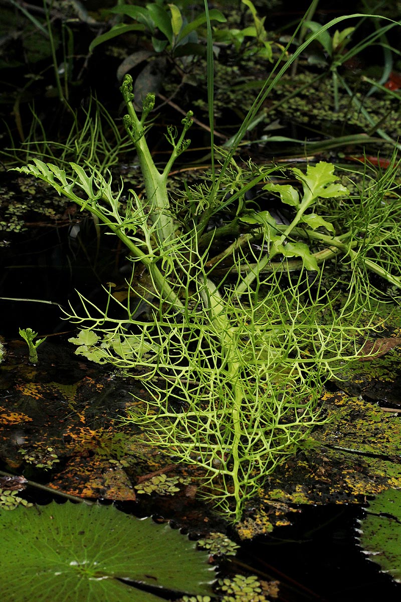 Ceratopteris thalictroides Ceratopteris thalictroides