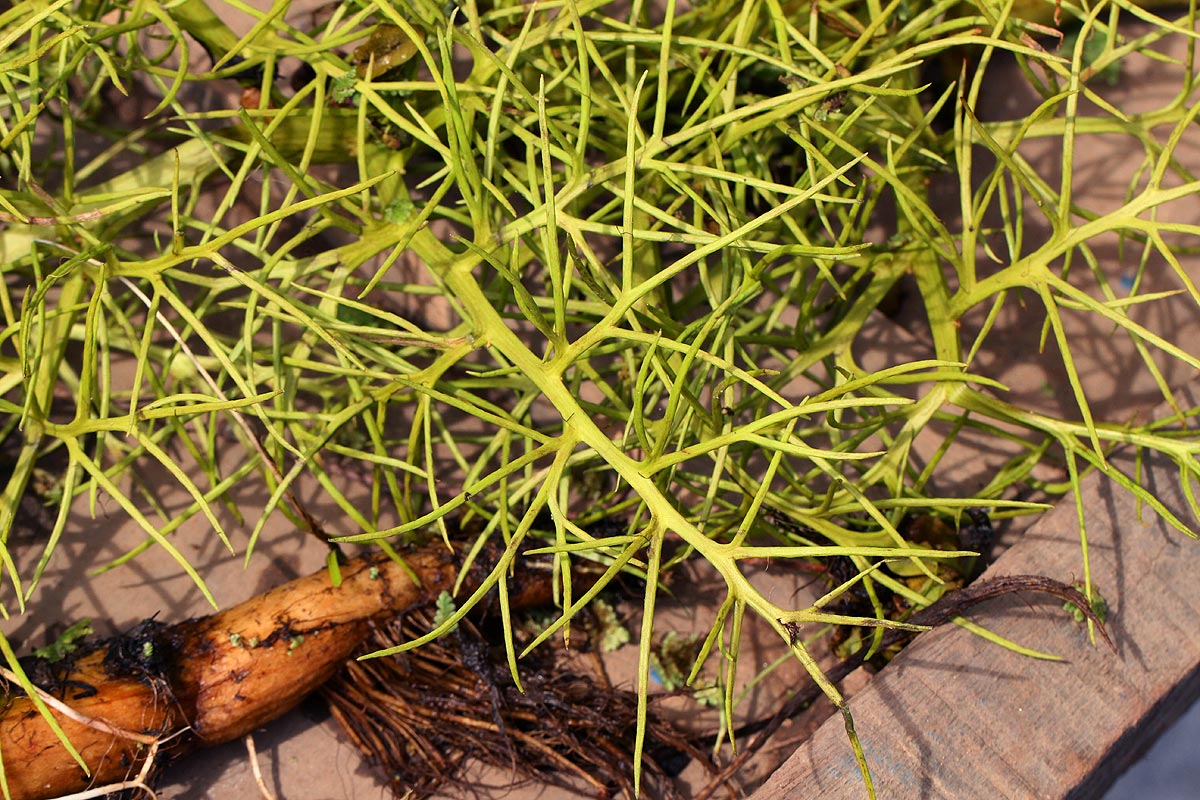 Ceratopteris thalictroides Ceratopteris thalictroides