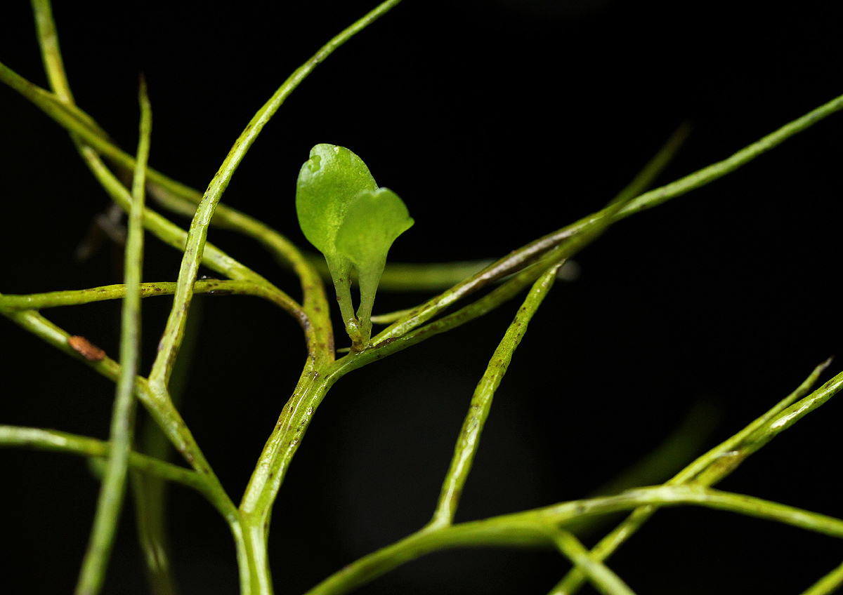 Ceratopteris thalictroides Ceratopteris thalictroides