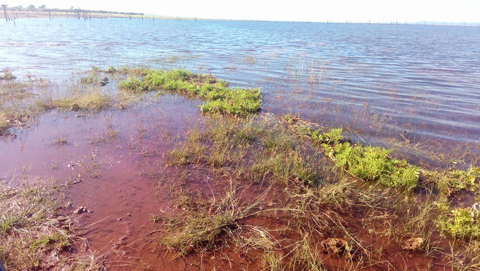 Ceratopteris thalictroides Ceratopteris thalictroides