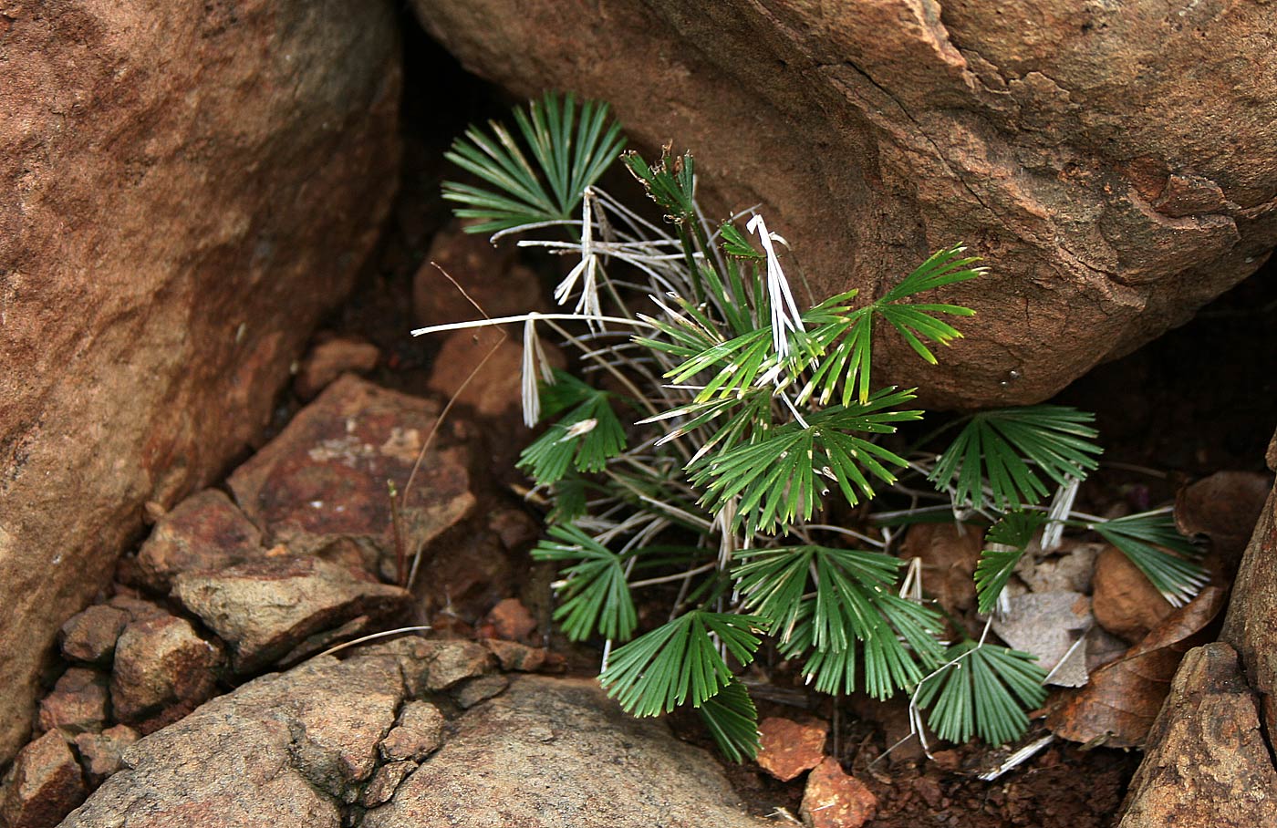 Actiniopteris radiata Actiniopteris radiata