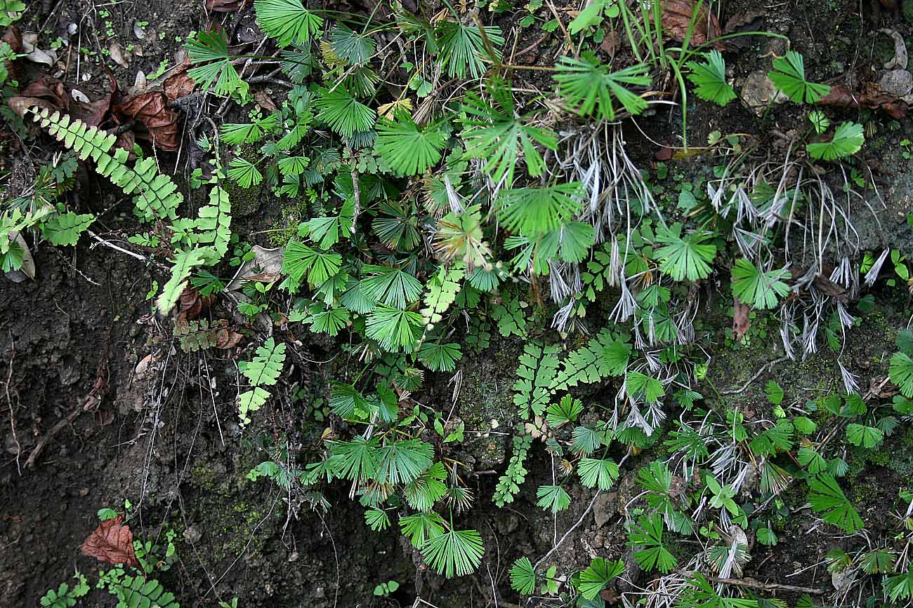 Actiniopteris radiata Actiniopteris radiata