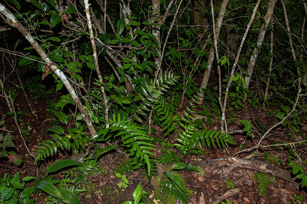 Pellaea doniana Pellaea doniana